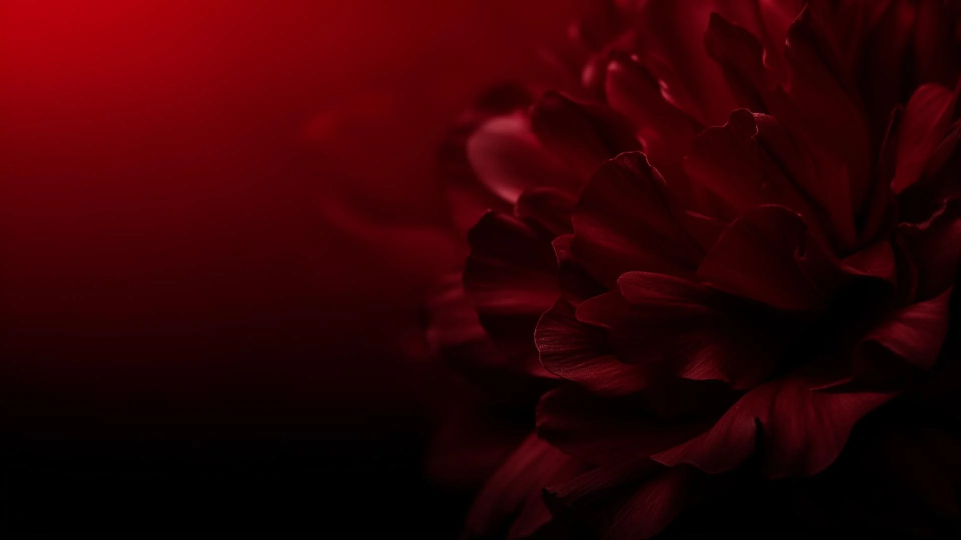 A dark red peony, the campaign's quiet ground